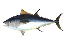 Atún de aleta azul norteño, Thunnus thynnus
